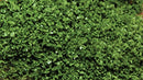 Scenic Express SE6133 Medium Green SuperLeaf, 24 oz. ECO Pack