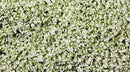 Scenic Express SE6214 Pale Green SuperLeaf, 1 Gallon SuperPack (d)