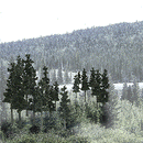 Woodland Scenics WOO1580 Coniferous Tree Pack - Ready Made Trees(TM) -- 2-1/2 to 4" 6.4 to 10.2cm pkg(33), All Scales