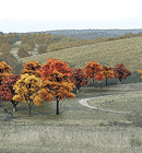 Woodland Scenics TR1575 Fall Colors Deciduous Tree Pack - Ready Made Trees(TM) -- 3/4 to 2" 1.9 to 5.1cm pkg(38), All Scales