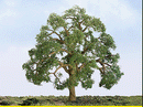 JTT Scenery Products 94350 Professional Series Live Oak Trees (2)