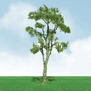 JTT Scenery Products 92211 Gum Trees (3)