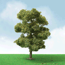 JTT Scenery Products HO 92407 European Plane Trees Pro Elite 6"
