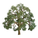 JTT Scenery Products O 96043 Professional Live Oak Tree, 5"