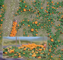 Busch HO 1201 Pumpkin Patch Kit