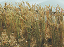 Bachmann SceneScapes HO 32508 Wheat, 1" Tall (40-Pack)
