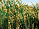 Bachmann 32514 Reeds, 1" Tall (40)