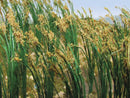 Bachmann Trains HO 32514 Reeds (40), Height: 1" 2.5cm