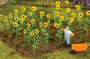 Faller 181256 Sunflowers (16)