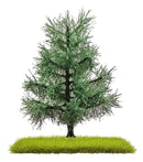 PREORDER Busch 3801 Fir Trees 80mm 2/
