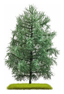 PREORDER Busch 3802 Fir Tree 140 mm
