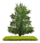 PREORDER Busch 3805 Spruce Trees 80 mm 2/