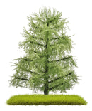 PREORDER Busch 3811 Larch Trees, Nature Pure, Summer 3-1/8" 8cm Tall (2)