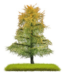 PREORDER Busch 3815 Larch Trees, Nature Pure, Late Summer 3-1/8" 8cm Tall (2)