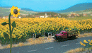 Busch HO 6003 Sunflower Field (60), With Bases