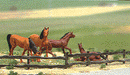 Busch HO 6008 Fences, Farm Field Set, 52" 132cm (brown)