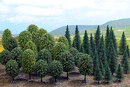 Busch HO 6491 Mixed Forest Trees (50), 20 Deciduous: 2-3/4 to 4-15/16"; 30 Pine: 1-31/32 to 4-5/16"