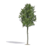 PREORDER Busch HO 3797 Lime Tree | 38.24