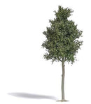 PREORDER Busch HO 3798 Beech Tree | 38.24