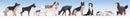 Noch N 36717 Dogs (9)