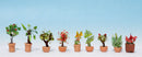 Noch N 14082 Ornamental Plants in Flower Pots, Set