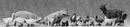 Preiser N 00 79093 Animals, Set of Small Animals