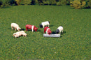 Bachmann Trains O 33168 Animals, Pigs (9)