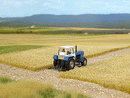 Busch 1310 Thinning Grass Pad Harvested (Cut) Corn Field