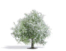 Busch HO 3651 Blossoming Apple Tree