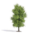 Busch 3721 Spring Deciduous Tree