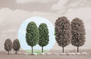 Busch 6053 Deciduous Trees (2)