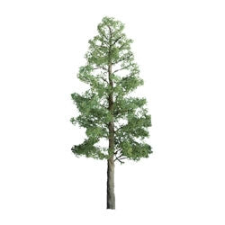 JTT Scenery Products Z 94290 (TR-1090) Professional Series Pine Trees 1.5" (6)