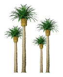 JTT Scenery Products HO 94354 (TR-1154) Phoenix Palm Trees 3" (3)