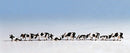 Noch N 36721 Cows, Black and White (9)