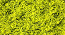Scenic Express EX802C Flock and Turf Ground Cover, Light Green Coarse 64 oz.