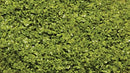 Scenic Express SE6123 Spring Green SuperLeaf, 24 oz. ECO Pack