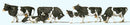 Preiser HO 10145 Cows, Black, White (6)