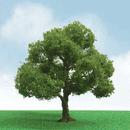 JTT Scenery Products O 05 92404 Elder Trees, Pro Elite, 5" 12.7cm