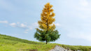 PREORDER Noch 20168 Larch, Autumn