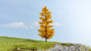 PREORDER Noch 20167 Larch, Autumn
