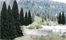 Woodland Scenics 1585 2' - 4' Evergreen Blend (18pc) Value Pack