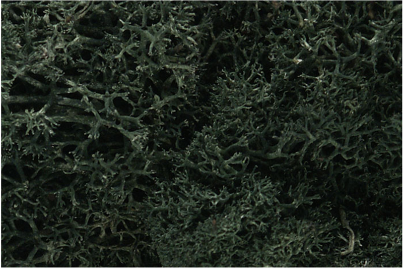 Woodland Scenics 164 Lichen Dark Green