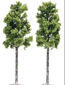 Busch Gmbh & Co Kg 6791 Sycamore Trees -- 6-1/2" 16.5cm pkg(2), HO Scale