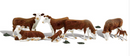 Woodland Scenics A2767 Hereford Cows, O