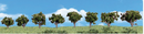 Woodland Scenics 4148 Deciduous Trees - 8/Pkg