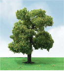JTT Trees & Shrubs 92410 SYCAMORE 8'ELITE, O Scale