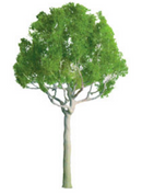 JTT Trees & Shrubs 94248 ROUND HEAD 1' PRO (6pcs), N/Z Scale