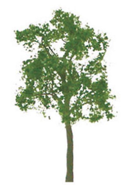 JTT Trees & Shrubs 94422 Ash 1.5' Pro (4pk), N Scale