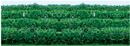 JTT Trees & Shrubs 95515 Ho FLOWER HEDGES GREEN