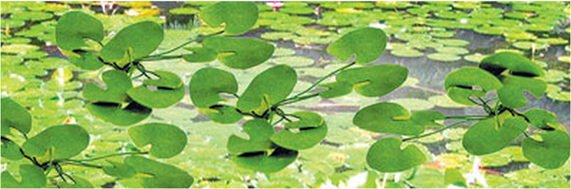 JTT Trees & Shrubs 95538  LILY PADS 1-1/2', O